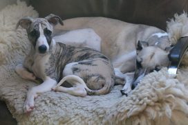 Whippetrüde mit Whippetwelpe