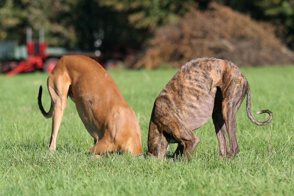 Greyhound und Galgo Espagnol im Freilauf