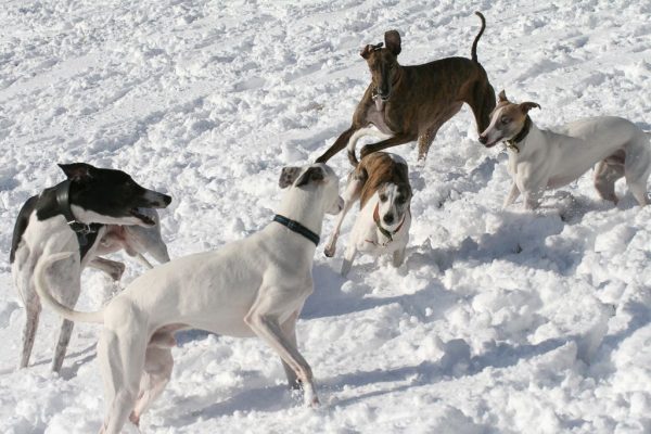 Windhunde im Freilauf