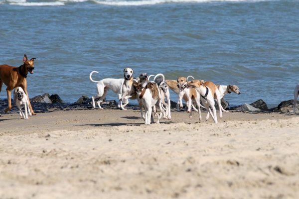 Whippets am Meer