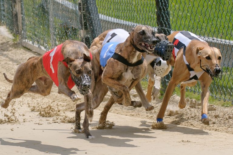 wie lange darf ein hund zu besuch bleiben