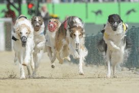 Windhundrennen