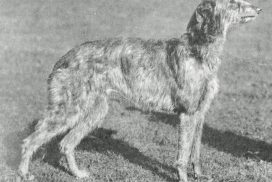 Deerhound
