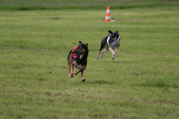 Hanka Chione Chart Polski