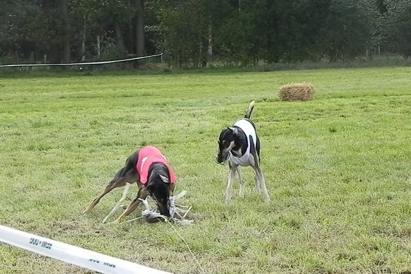 Hanka Chione Chart Polski