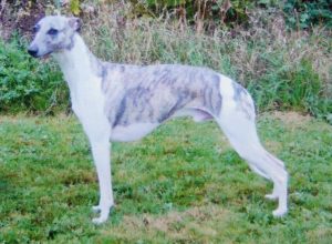 id est Chi - Whippet