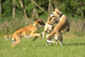 Silken Windsprite by Maike Mueller Goldenmerlo