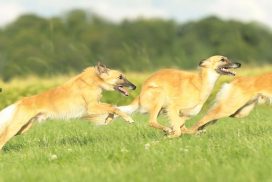 Silken Windsprite by Maike Mueller Goldenmerlo