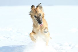 Silken Windsprite by Maike Mueller Goldenmerlo