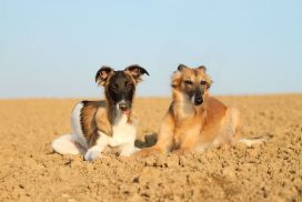 Silken Windsprite by Maike Mueller Goldenmerlo