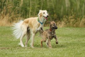 Silken Windsprite by Maike Mueller Goldenmerlo