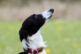 Silken Windsprite by Maike Mueller Goldenmerlo