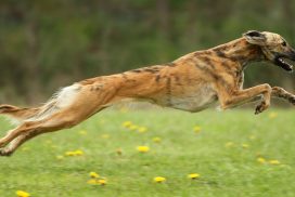 Silken Windsprite by Maike Mueller Goldenmerlo