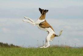 Silken Windsprite by Maike Mueller Goldenmerlo