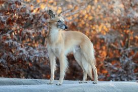 Silken Windsprite by Maike Mueller Goldenmerlo