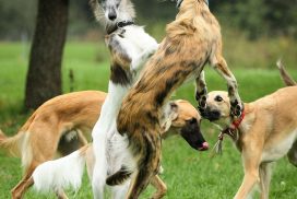 Silken Windsprite by Maike Mueller Goldenmerlo