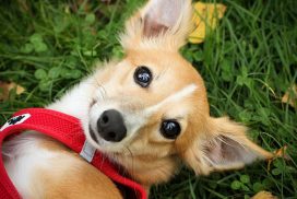 Silken Windsprite by Maike Mueller Goldenmerlo