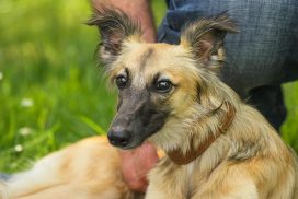 Silken Windsprite by Maike Mueller Goldenmerlo