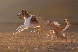 Silken Windsprite by Maike Mueller Goldenmerlo