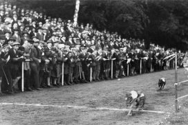 Zielaufnahme Whippet