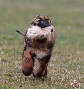Afghanenwelpe