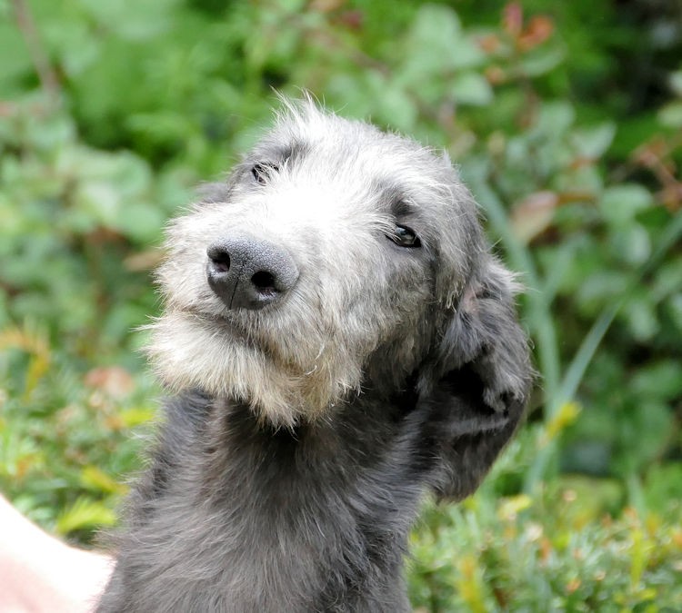 Deerhound