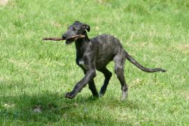 Deerhound