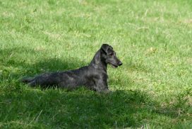 Deerhound