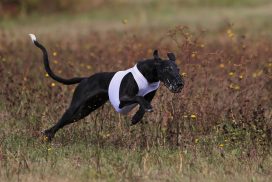 Galgo Espanol beim Coursing