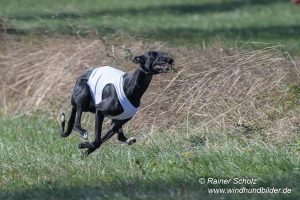 Galgo Espanol Coursing