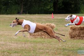 Greyhound Coursing