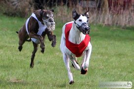 Greyhound Coursing