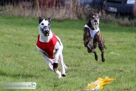 Greyhound Coursing