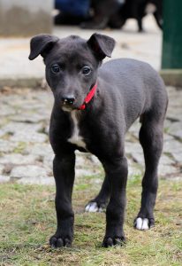 Greyhound Welpe