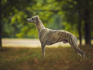 Hitchcock Fast Dunderry - Whippet