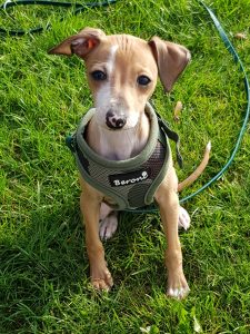 Impfen von Hunden - Tierarztbeitrag