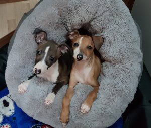 Impfen von Hunden - Tierarztbeitrag