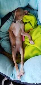 Impfen von Hunden - Tierarztbeitrag