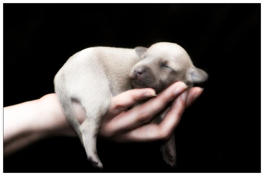 Italienisches Windspiel