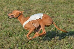 Pharaoh Hound Ta'Fazol Censina