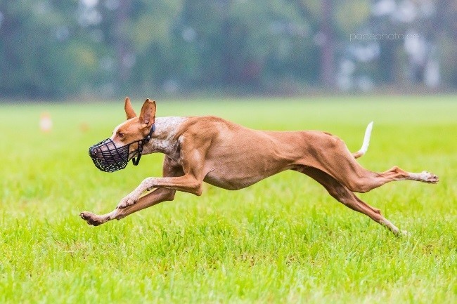 Podenco Canario - Pirro