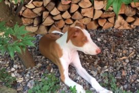 Podenco Ibicenco