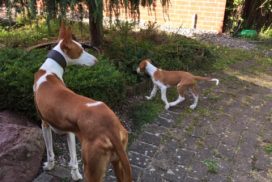 Podenco Ibicenco