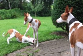 Podenco Ibicenco