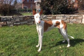 Podenco Ibicenco