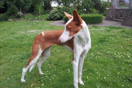 Podenco Ibicenco