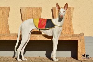 Podenco Ibicenco - Brusca ex domo If`Oras