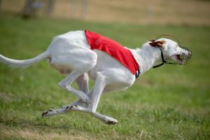 Podenco Ibicenco - Veloz Somewhere Never Travelled T´Marras