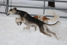 Saluki