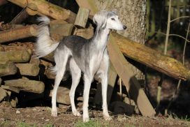 Saluki